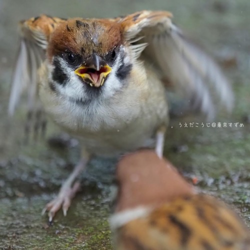 tokyo-sparrows: かぁーちゃーーーん！！！ #すずめ #写真 #ちゅん活 #ちゅんポトレ #雀 #sparrow #鳥 #野鳥 #動物 #癒し #自然 #お話 #妄想会話 #おじさんとす