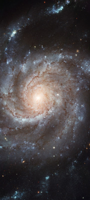 astronomicalwonders:Spiral Galaxy M101 -