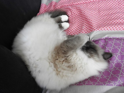 naturelvr69likes: julietterainbow: JULES ……. @mostlycatsmostly .