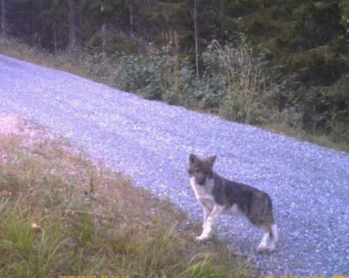 how2skinatiger:isthedogawolfdog:sisterofthewolves: Both of these animals belong to the Norwegian Man