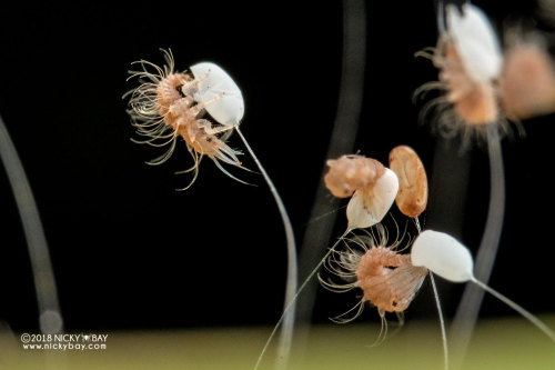 onenicebugperday:Lacewing larvae emerging from eggs, ChrysopidaePhotographed in Singapore by Nicky B