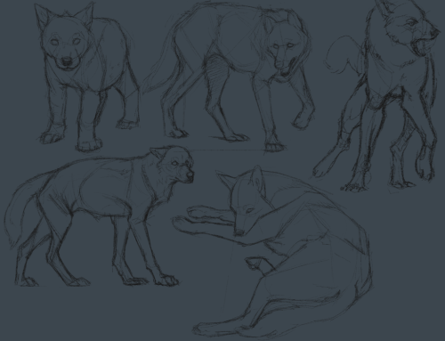more wolf studies by ratt-face 