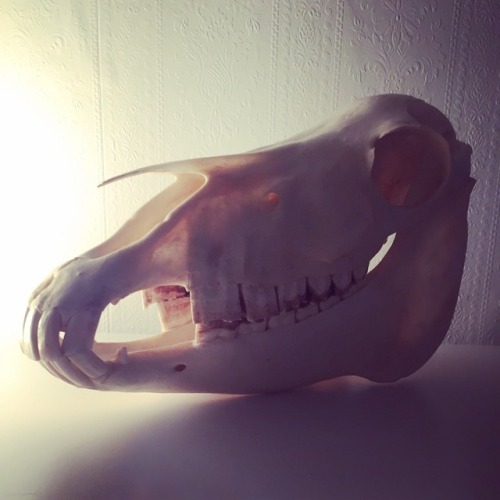 Pony skull