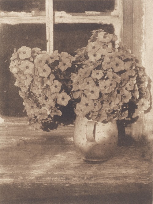 Blumenstillleben = Still Life with FlowersHeinrich Kühn (Austrian, born Germany; 1866–1944)ca. 1925–