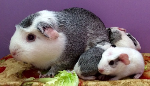 cherishedcavies: Birth Announcement . Bella had her babies today. Four beautiful little pigs. Three 