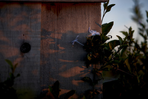 evening shadows 