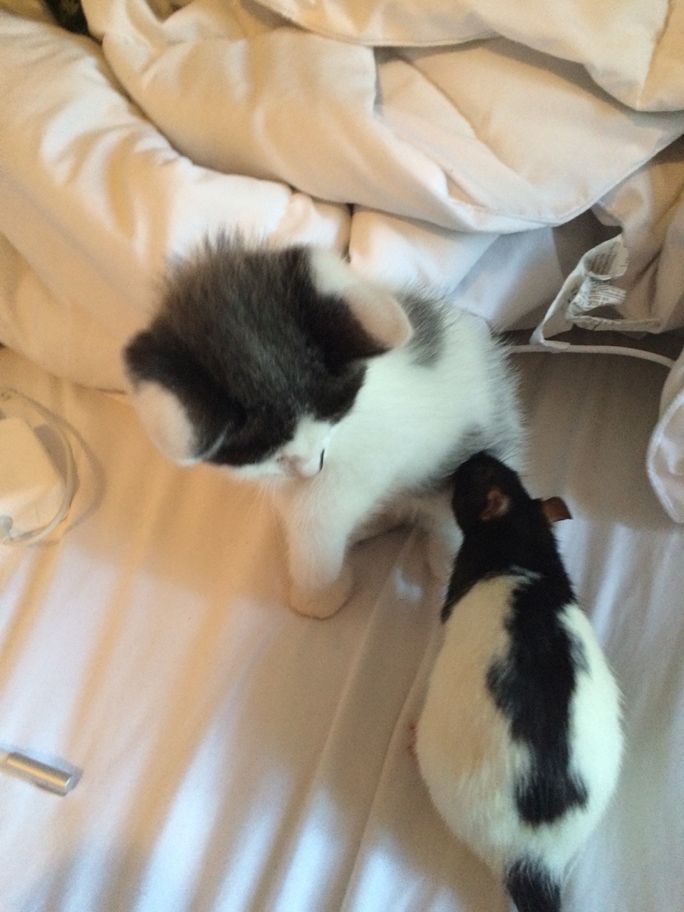 peachtml:my rat and kitten look alike
