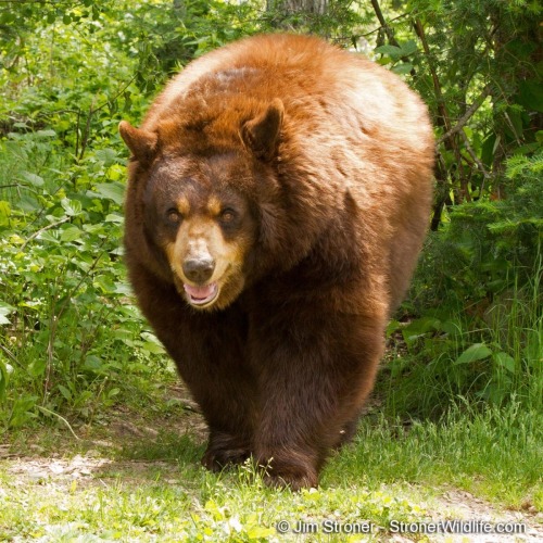 bearotonin-international: bearotonin-international:Walnut bringing his best smile for Fat Bear Frida