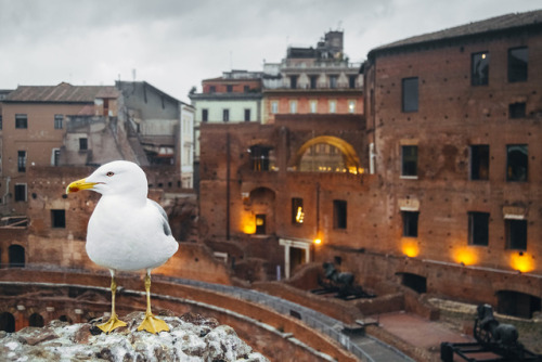 Seagull in Trajan’s Forum, Rome, Italy