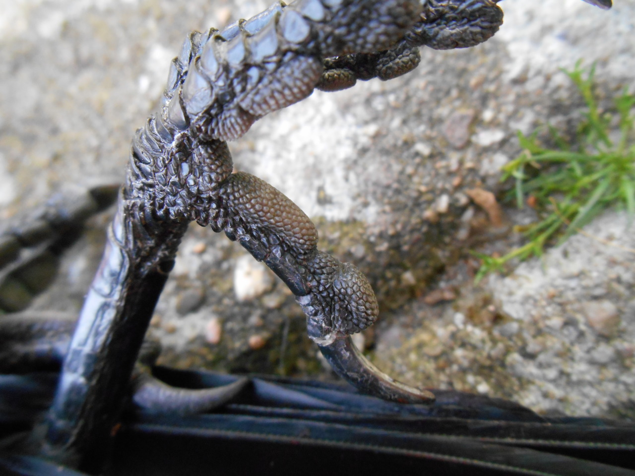 artofmaquenda:  There were some people interested in more views of the jackdaw legs,