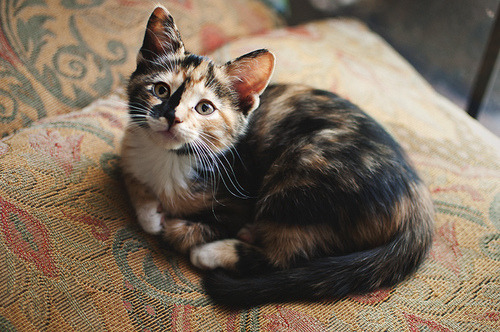 new-gold-dawn:  (2) Tumblr on We Heart It. https://weheartit.com/entry/77232376 