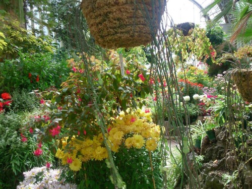 flowrise:My mum took these photos at Auckland botanic gardens weeks ago! I appreciate