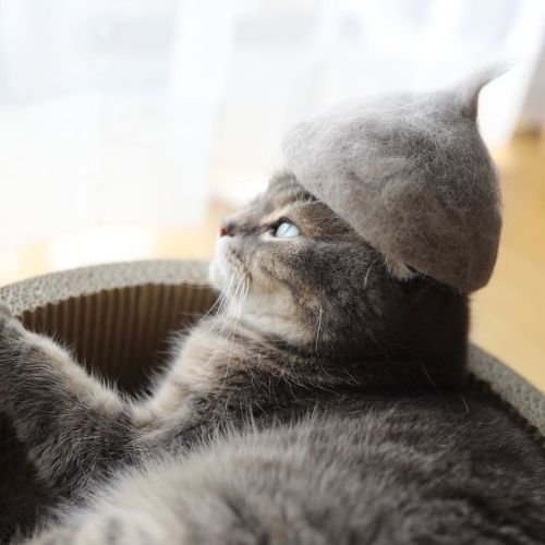 wtbw: (via Cats In Hats Made From Their Own Hair | Bored Panda) 