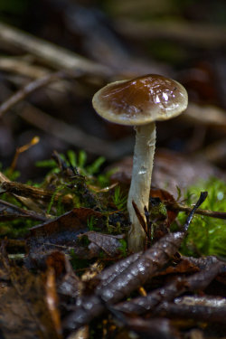 celtic-forest-faerie:  {Mushroom} by {Fosku} 