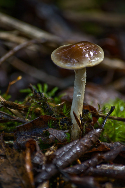 Sex celtic-forest-faerie:  {Mushroom} by {Fosku} pictures