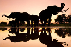 muthafuk:  elephants silhouetted by the darkening shades of the golden hour on the african savannah, by dana allen, susan mcconnell, nevil lazarus, chris packham, andy rouse and frans lanting 