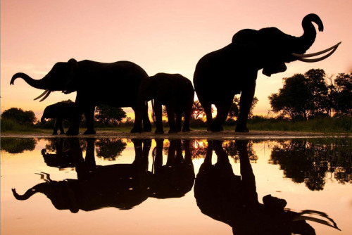 Porn danishkore:  awkwardsituationist:  elephants photos