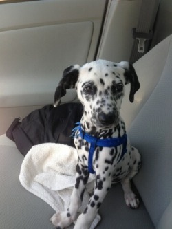 awwww-cute:  My Dalmatian puppy, Brody 