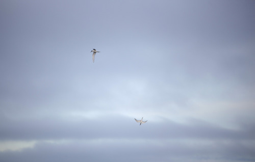 A Tern bird dive bombs to catch a fish in the Bay of Islands, New Zealand.