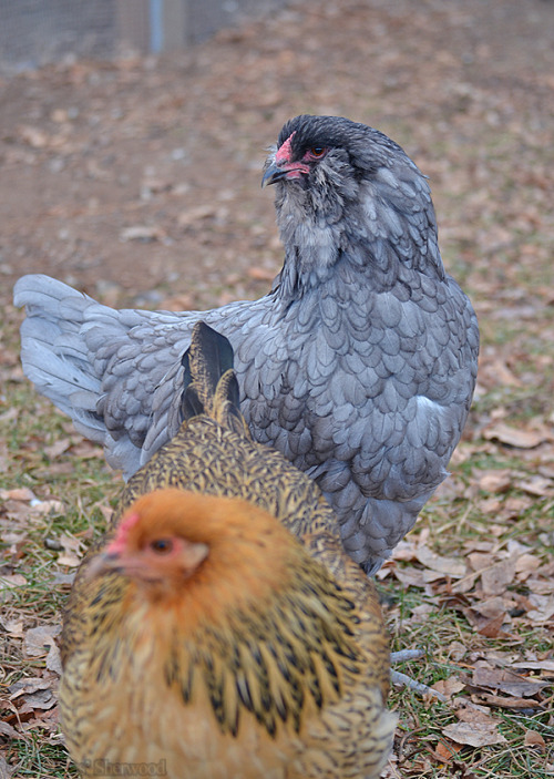 idess: Took some photos of our flock yesterday :3 It was pretty cold so I got a lot of cute fluffed