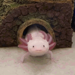 Axolotl Gif Tumblr Posts Tumbral Com