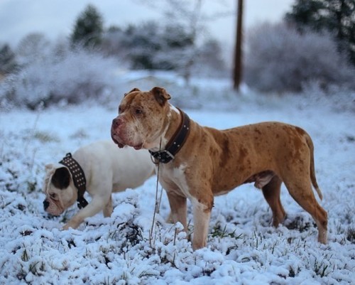 The Catahoula Bulldog originated over 100 years ago in the southern US. The Catahoula Bulldog is cre