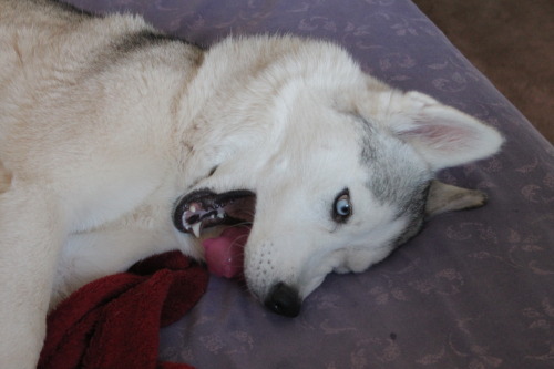 6woofs: Timber likes to “hide” the toy near her neck, none of the other dogs are brave enough to steal it from her when it’s there ;)