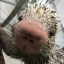 brazilianporcupine