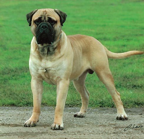 maggle:  thenimbus:  if pugs were pokemon, they would evolve into boxers.I mean come on  those faces  Would that mean Bullmastiffs are it’s final evolution?  I mean  ?? 