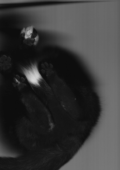 Finishing doing taxes, cat climbed on the scanner. Unexpected cat butt. Enjoy!
