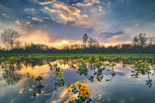 expressions-of-nature:by Alex Klekovkin