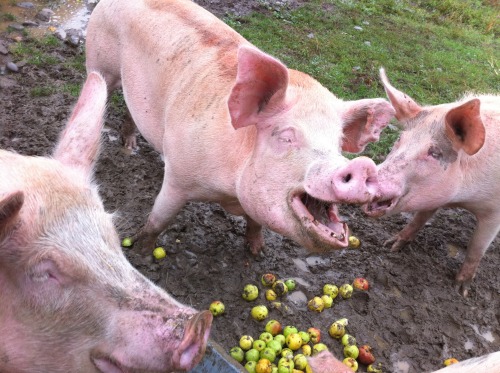 adviceforvegans: Pigs in sanctuaries! Right where they should be. :)