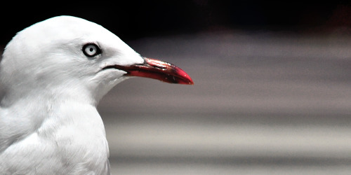 Some bird wandering at the market.(Auckland, New zealand) © Erika Liveta