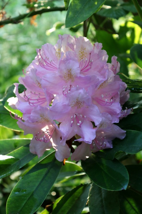 Rhododendron