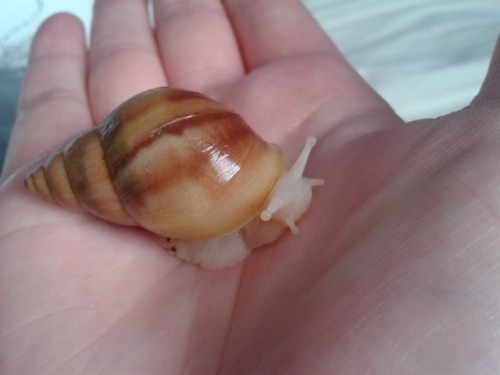 candoia-aspera:Some post-bath Milkshake for the snaily folks out there. The Slime Children have been