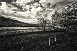 &ldquo;Cades Cove Spring&rdquo; Cades Cove, Smoky Mountainsi