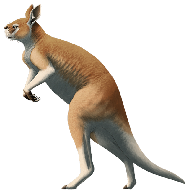 procoptodon-on-tumblr