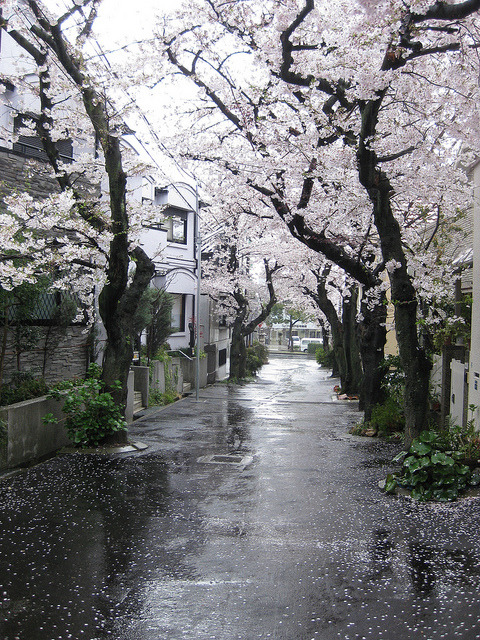 miariin:Rain and sakura by imissdaisydog