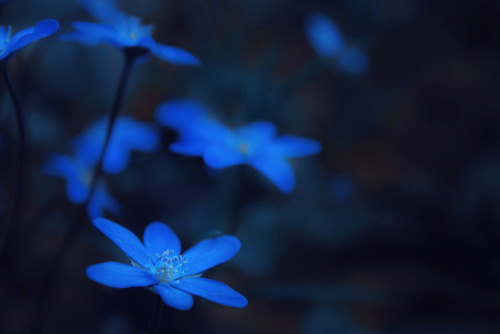 elenahelfrecht:  Nightflowers. Model: AnyaFacebookFlickrWebsite