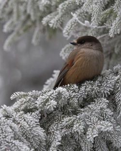 Colorful Autumn ~ Winter White