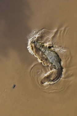earthandanimals:   Nile Crocodile by Michael Poliza  