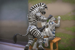 definitelynotayiffblog:  Zebras for anon[x]