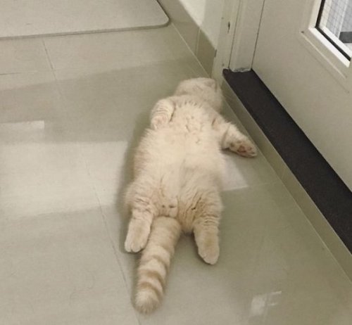 animals-lovers:Mood