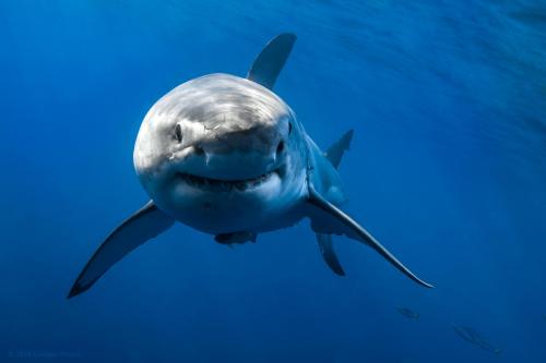 Debunking the Jaws Myth
As a boy, George Probst was captivated by sharks—especially great whites (Carcharodon carcharias). They both fascinated and terrified him. He saw Jaws over and over again, believing the stereotypical image of sharks as...