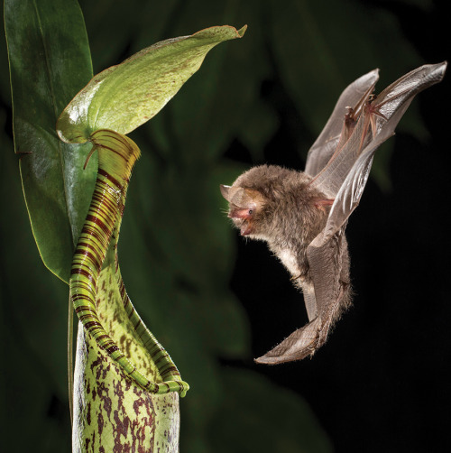 Hardwicke’s woolly bats are known to roost inside of pitcher plants. It’s a win-win situ