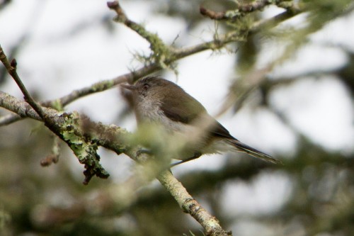 wavelasso:Grey Warbler