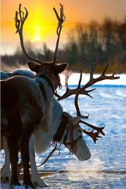 invocado:  Reindeers | “Vladimir Melnikov&ldquo; via Fivehundredpx 