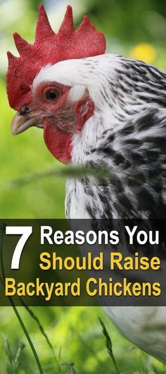 chickenpet: This article breaks