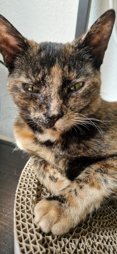 A close up photo of a tortoiseshell kitten. She has a patchwork of black and orange fur and chaotic white whiskers. Her eyes are slightly narrowed, her pupils thin slits in bright light. 