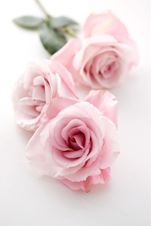 storyboardsx:  Afbeelding via We Heart It http://weheartit.com/s/6jUX7amJ #flowers #pastel #photography #pink #rose #spring #vintage